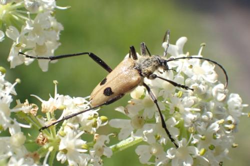 Réf. 286 637 : Pachyta quadrimaculata